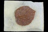 Fossil Leaf (Davidia) - Montana #101963-1